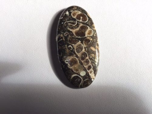 Turitella