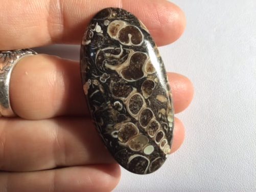 Cabochon turitelle