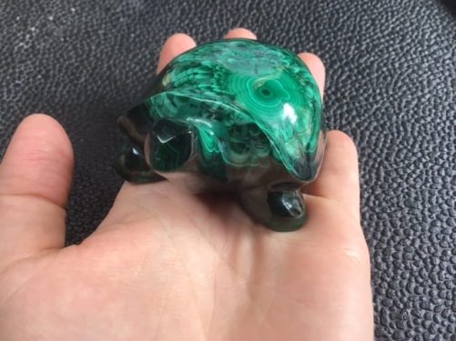 Tortue malachite
