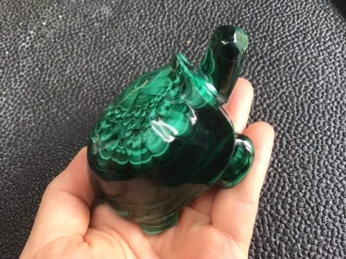 Tortue malachite