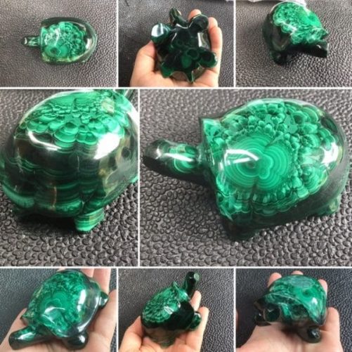 Tortue malachite