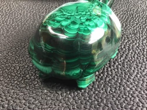 Tortue malachite