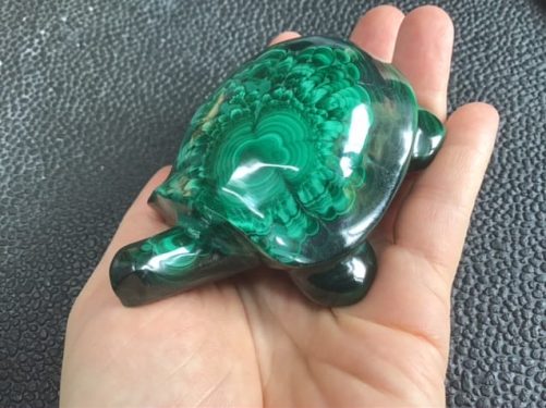 Tortue malachite