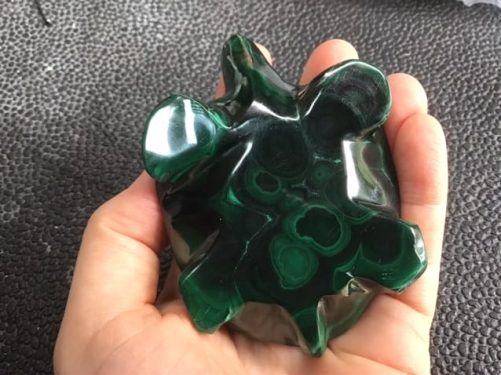 Tortue malachite