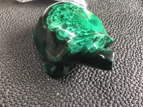 Tortue malachite