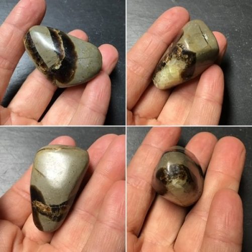 Septaria roulée