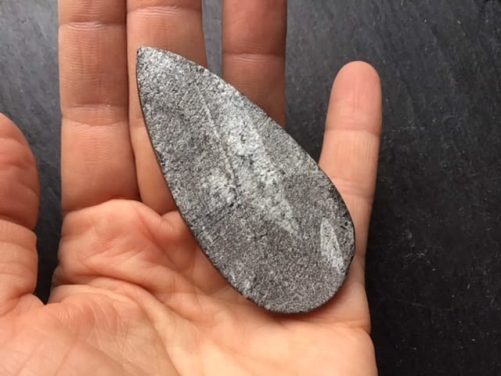 Orthoceras