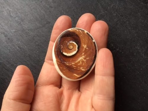 Oeil sainte lucie madagascar brut