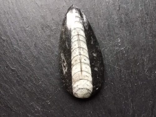 Fossile orthoceras