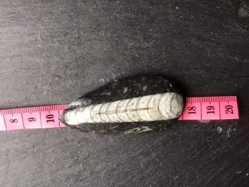 Orthoceras