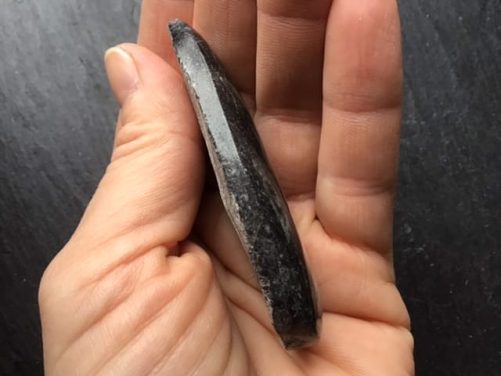 Orthoceras