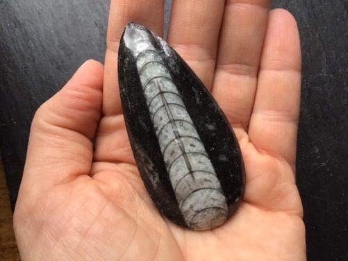 Orthoceras