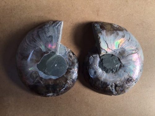 Ammonites bien irisée