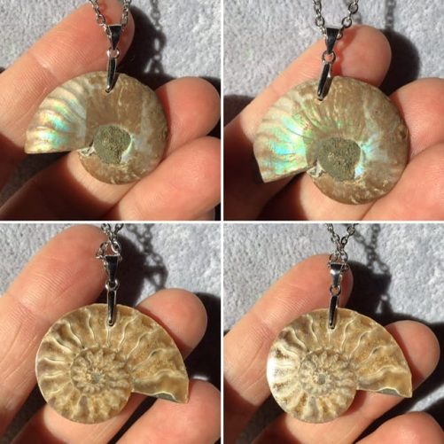 Merveilleuse ammonite