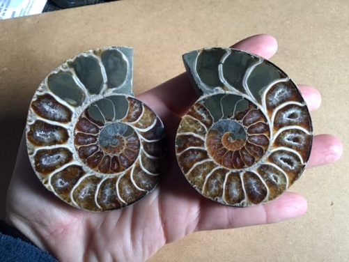 Ammonites bien irisée