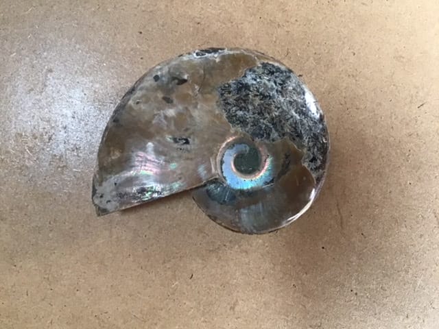 Ammonite-arc-en-ciel