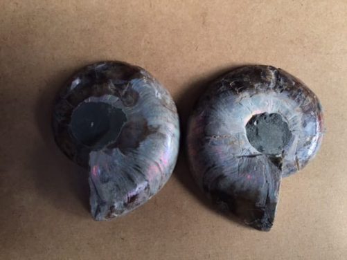 Ammonites bien irisée